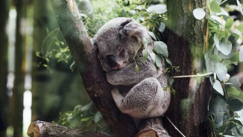 Koala