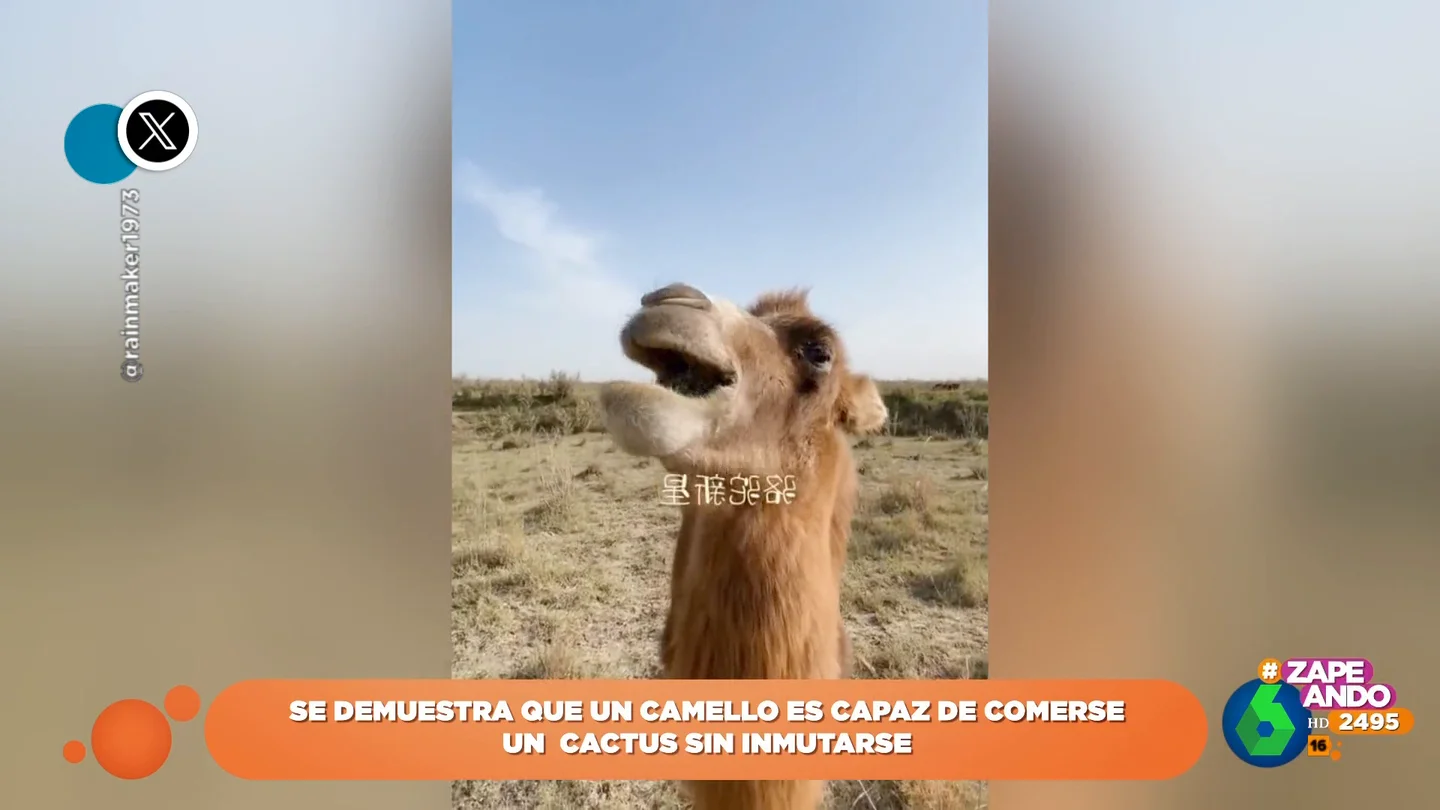 Un camello se hace viral por su demostración de que no hay textura que se le resista Un camello se hace viral por su demostración de que no hay textura que se le resista