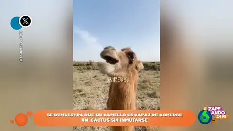 Un camello se hace viral por su demostración de que no hay textura que se le resista