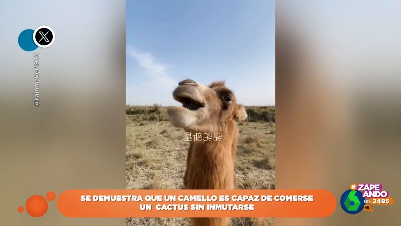 Un camello se hace viral por su demostración de que no hay textura que se le resista