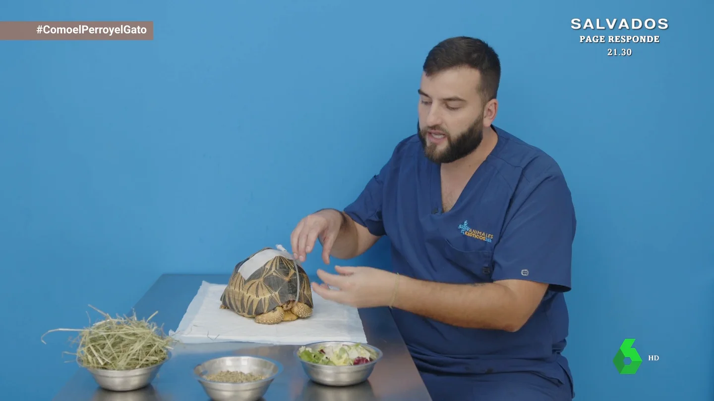 Herbívoro no significa que solo coma lechuga: las claves para una correcta alimentación de nuestras tortugas Herbívoro no significa que solo coma lechuga: las claves para una correcta alimentación de nuestras tortugas