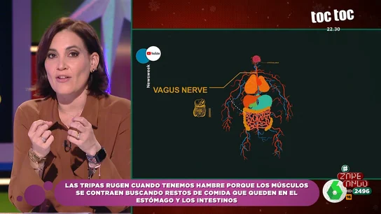 ¿Por qué suenan las tripas cuando tenemos hambre? Boticaria García apunta al eje intestino-cerebro ¿Por qué suenan las tripas cuando tenemos hambre? Boticaria García apunta al eje intestino-cerebro