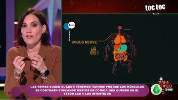 ¿Por qué suenan las tripas cuando tenemos hambre? Boticaria García apunta al eje intestino-cerebro