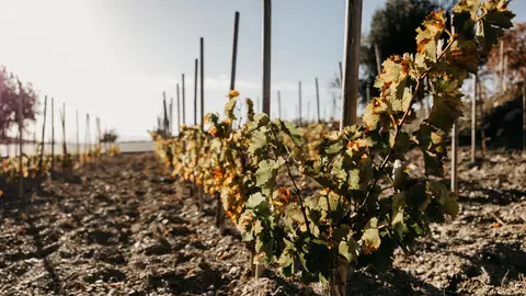 El Priorat, en Cataluña El Priorat, en Cataluña