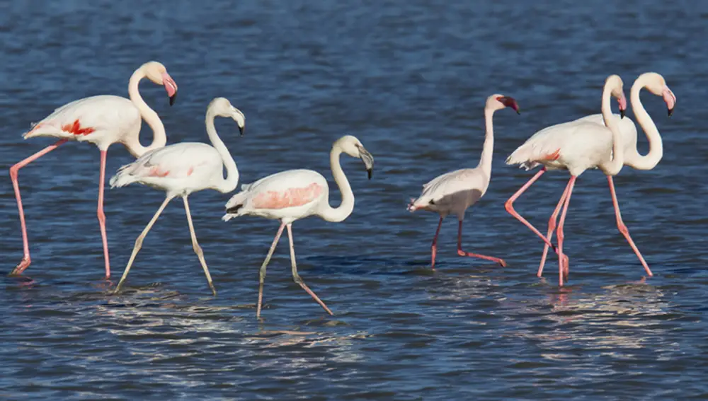 Aves en los humedales de la Mancha; laguna de Salicor. Aves en los humedales de la Mancha; laguna de Salicor.