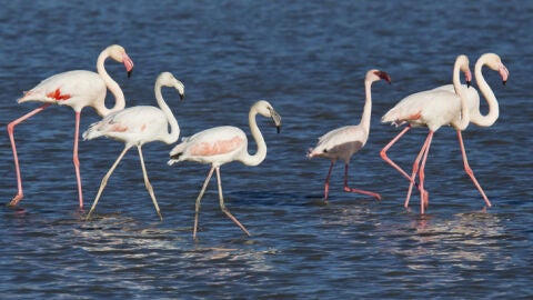 Aves en los humedales de la Mancha; laguna de Salicor.