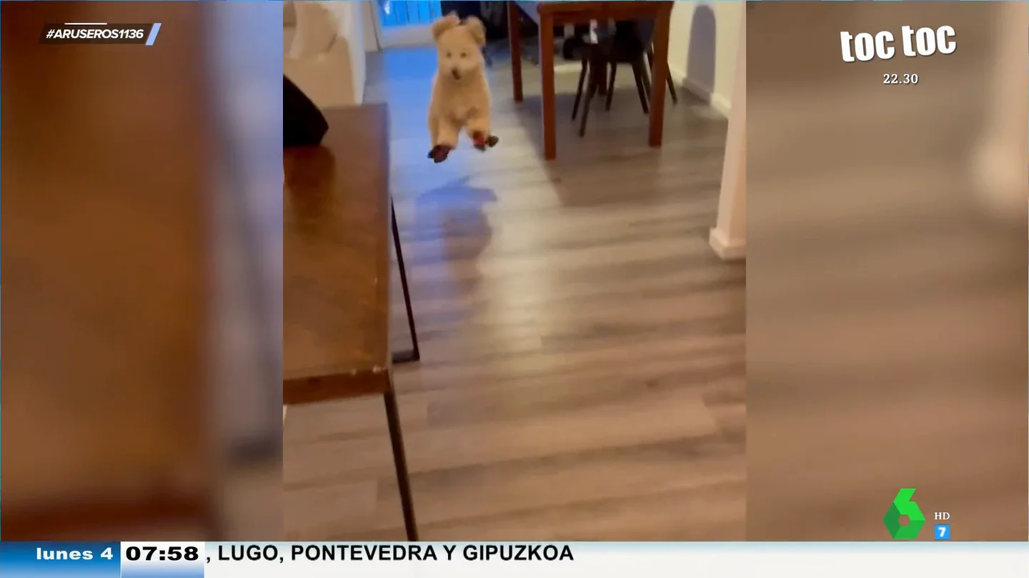 Así reacciona este perro cuando le ponen zapatos por primera vez: "Hay gente que cuando se pone tacones camina así" Así reacciona este perro cuando le ponen zapatos por primera vez: "Hay gente que cuando se pone tacones camina así"