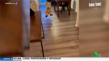 Así reacciona este perro cuando le ponen zapatos por primera vez: "Hay gente que cuando se pone tacones camina así"