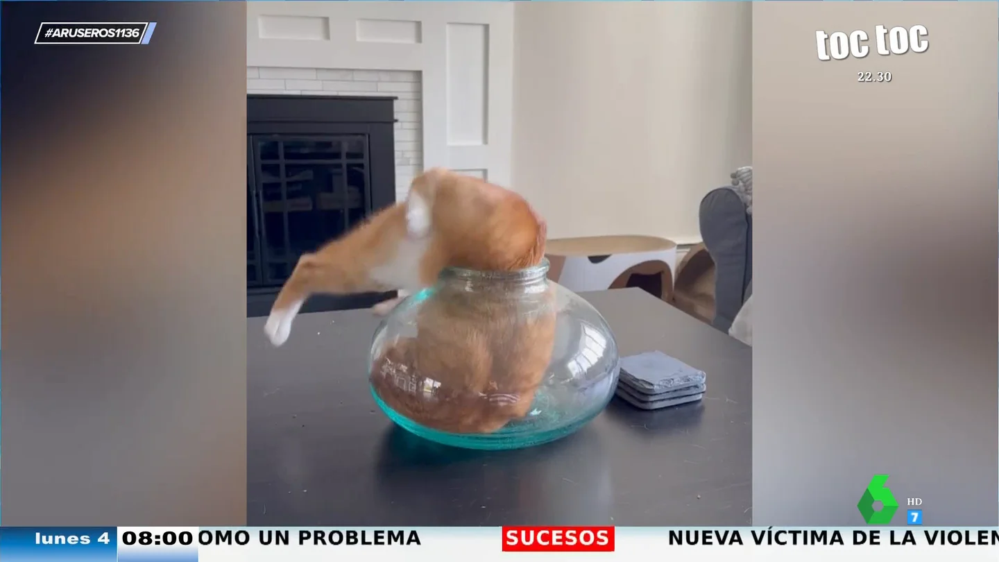 Un gato se empeña en meterse en un jarrón de complicado acceso: este es el proceso hasta que lo logra Un gato se empeña en meterse en un jarrón de complicado acceso: este es el proceso hasta que lo logra