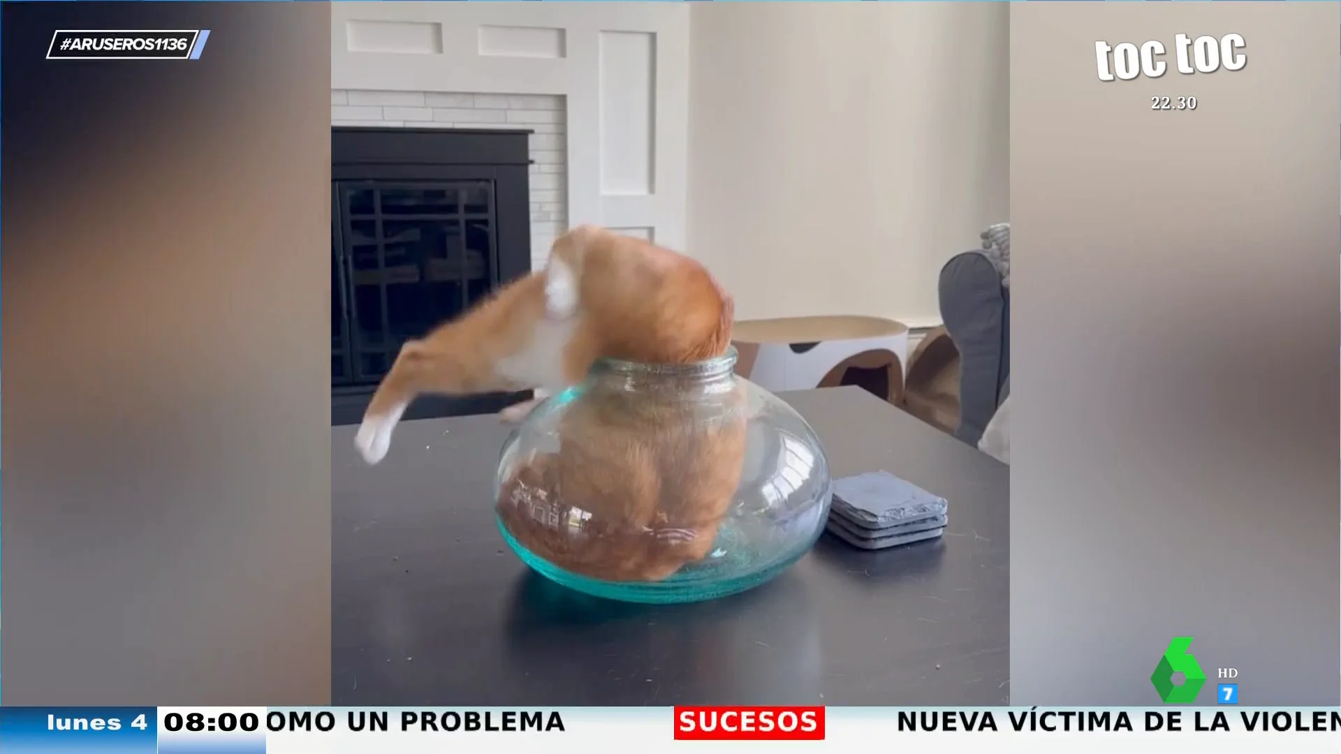 Un gato se empeña en meterse en un jarrón de complicado acceso: este es el proceso hasta que lo logra