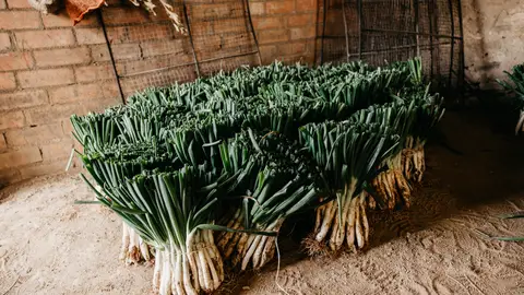 Calçots, plato típico de Cataluña Calçots, plato típico de Cataluña