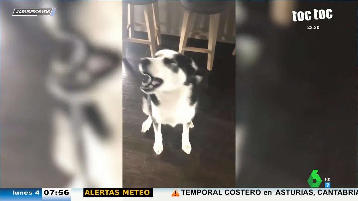 La cómica reacción de un perro cuando su dueña le regaña: "Ocurría hasta ahora con los humanos" La cómica reacción de un perro cuando su dueña le regaña: "Ocurría hasta ahora con los humanos"
