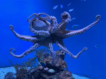 Imagen de un pulpo azul Imagen de un pulpo azul