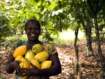 Es importante diferenciar entre el cacao como fruto y el chocolate como producto Es importante diferenciar entre el cacao como fruto y el chocolate como producto