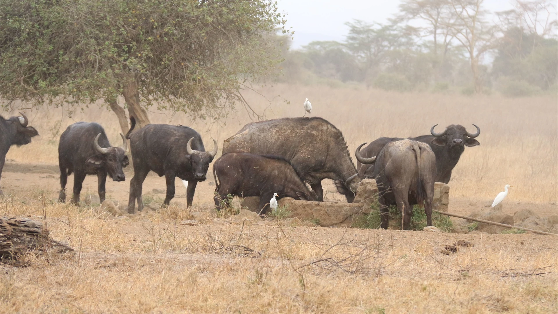 Imagen de archivo de animales salvajes durante un brote de ántrax en Kenia 