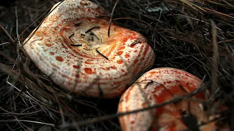 Recogida de setas en la Reserva de la Biosfera de La Siberia Recogida de setas en la Reserva de la Biosfera de La Siberia