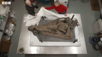El cráneo de pliosaurio hallado en Reino Unido