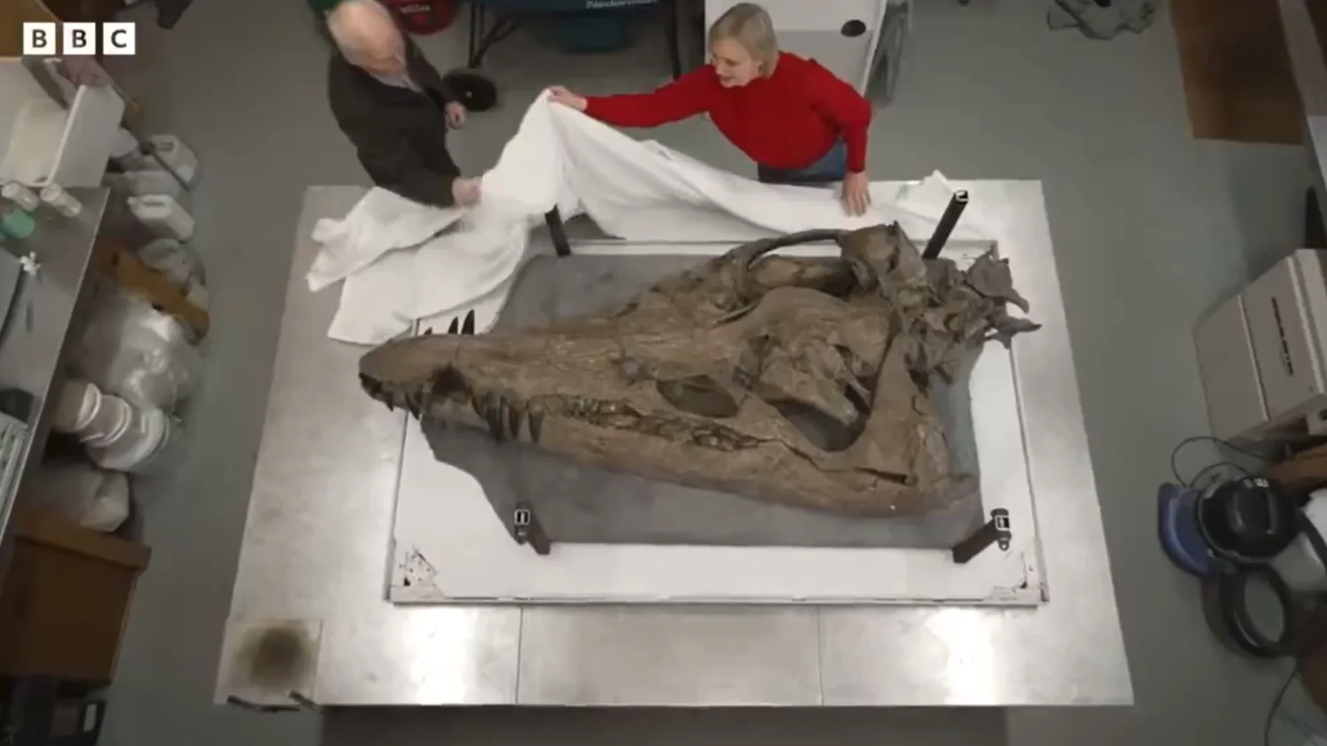 El cráneo de pliosaurio hallado en Reino Unido