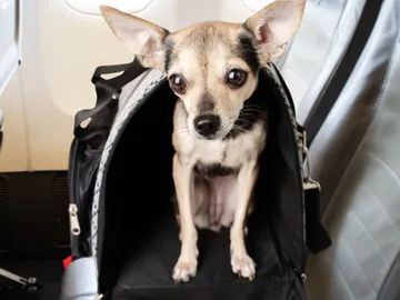 Perro en el asiento del avión durante un vuelo Perro en el asiento del avión durante un vuelo