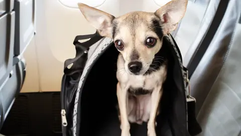 Perro en el asiento del avión durante un vuelo Perro en el asiento del avión durante un vuelo