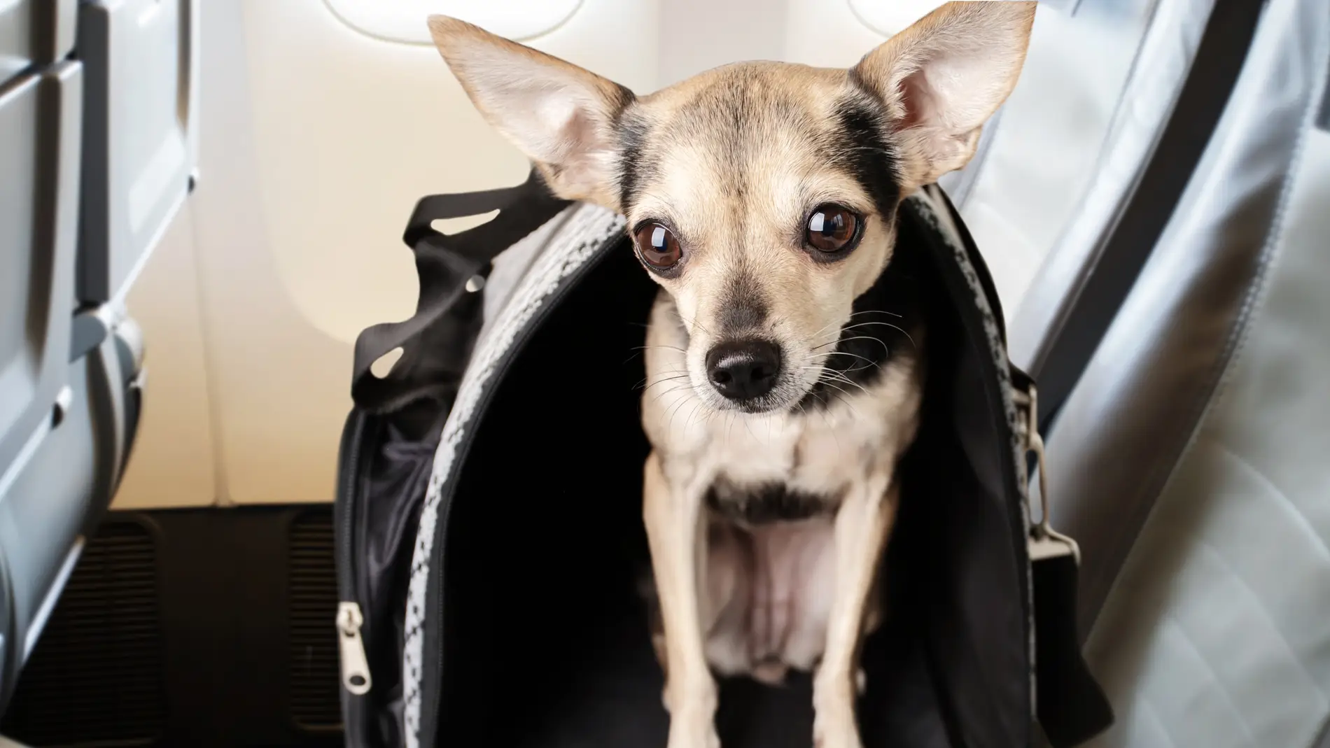 Perro en el asiento del avión durante un vuelo