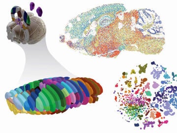 El mapa mas detallado del cerebro de raton