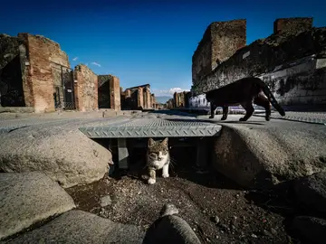Los gatos domésticos en libertad pueden ocasionar importantes impactos ecológicos Los gatos domésticos en libertad pueden ocasionar importantes impactos ecológicos