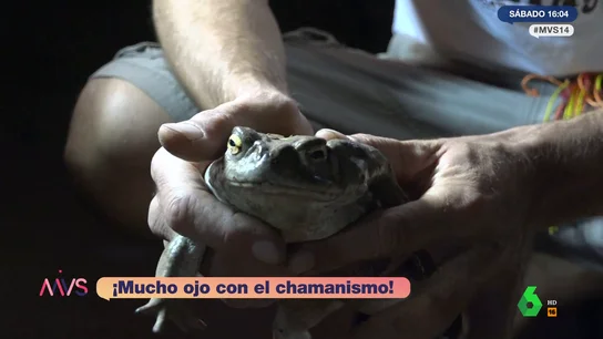 MVS - ritual Sapo bufo: "producen casos de taquicardias que llevan a la muerte" MVS - ritual Sapo bufo: "producen casos de taquicardias que llevan a la muerte"