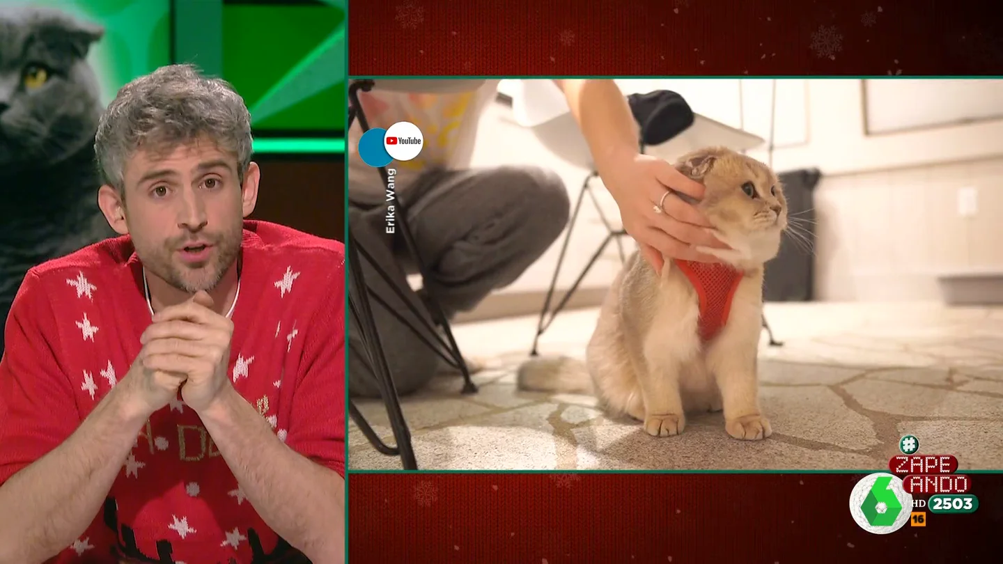 Víctor Algra explica por qué los gatos Scottish Fold tienen las orejas caídas: "Les genera problemas muy graves" Víctor Algra explica por qué los gatos Scottish Fold tienen las orejas caídas: "Les genera problemas muy graves"