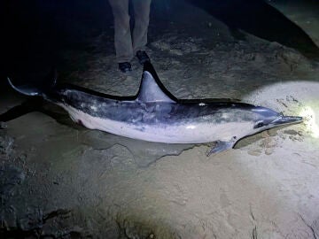 Detectan por primera vez en Europa el delfín acróbata de hocico largo 