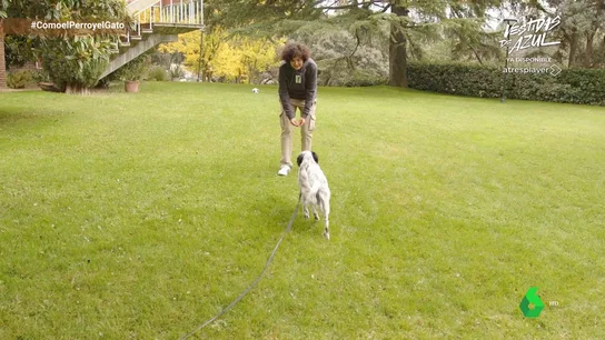 Si tu sueño es pasear con tu perro en libertad ¡no te pierdas estos consejos! Si tu sueño es pasear con tu perro en libertad ¡no te pierdas estos consejos!