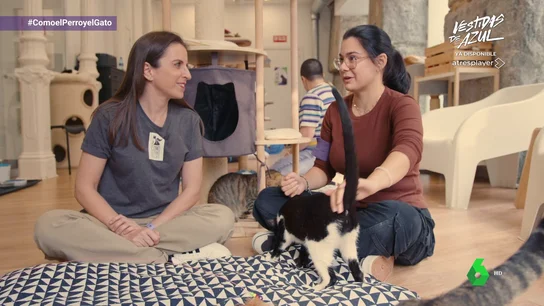 ¿Te gustan los gatos pero no puedes tener uno? ¿Estás por Madrid y echas de menos a tus gatos? ¡Conoce el lugar más “gatuno” de la ciudad! ¿Te gustan los gatos pero no puedes tener uno? ¿Estás por Madrid y echas de menos a tus gatos? ¡Conoce el lugar más “gatuno” de la ciudad!