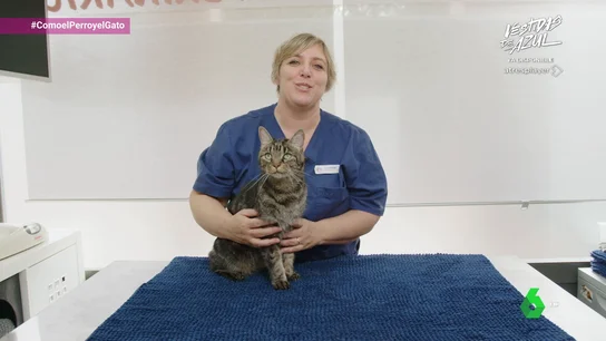 Si tu gato senior vuelve a comportarse como cuando era un cachorro ¡hazle un chequeo veterinario! Si tu gato senior vuelve a comportarse como cuando era un cachorro ¡hazle un chequeo veterinario!