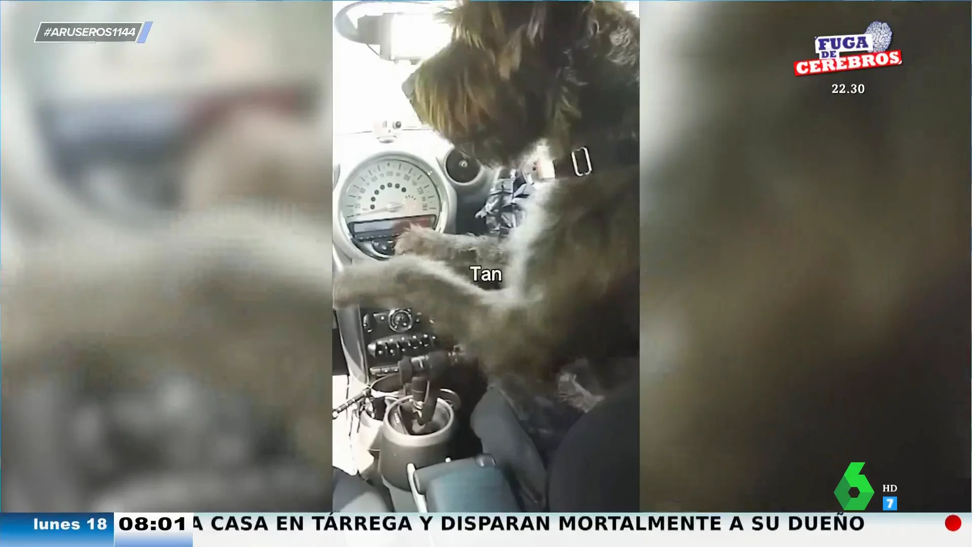 Así es la insólita autoescuela canina que enseña a los perros a conducir