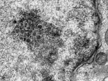 El ADN antiguo revela la mortífera evolución de un virus aviar El ADN antiguo revela la mortífera evolución de un virus aviar