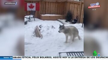 La emocionante reacción de un husky cuando pisa la nieve por primera vez en su vida