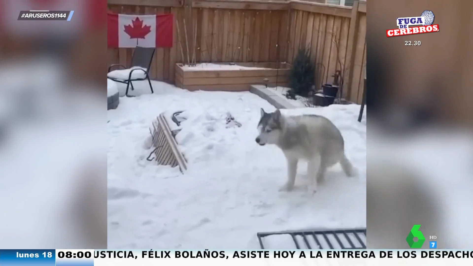 La emocionante reacción de un husky cuando pisa la nieve por primera vez en su vida