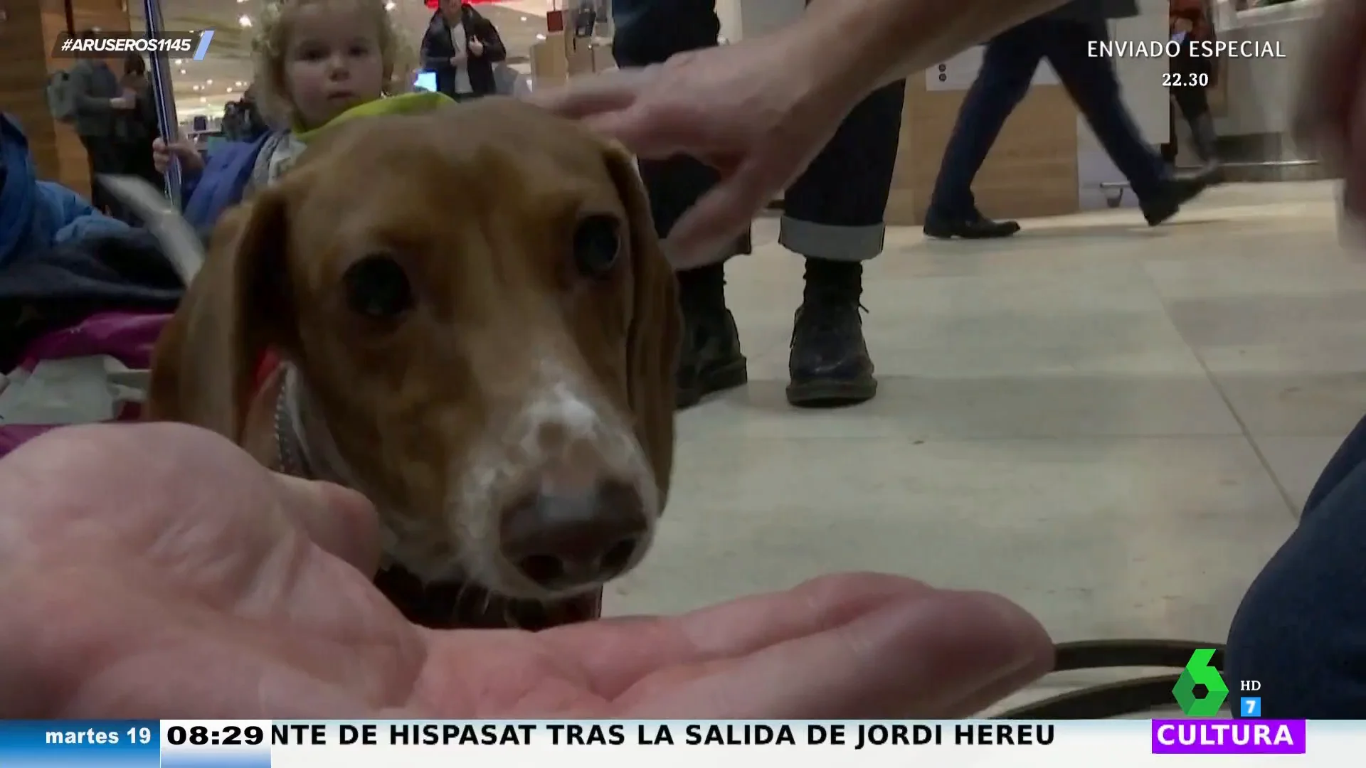 Abrazar a perros para reducir el miedo a volar de niños y adultos: la curiosa iniciativa de un aeropuerto de Berlín