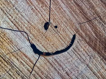 Cara en el tronco de un árbol Cara en el tronco de un árbol
