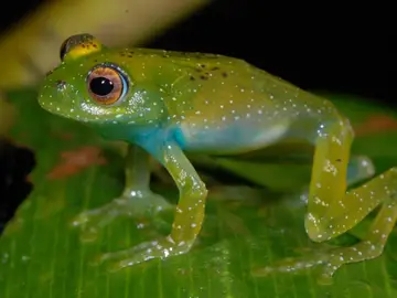 El color de sapos y ranas les ayuda a combatir los cambios ambientales y los patógenos El color de sapos y ranas les ayuda a combatir los cambios ambientales y los patógenos