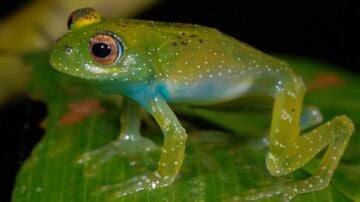 El color de sapos y ranas les ayuda a combatir los cambios ambientales y los pat&oacute;genos