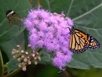 Los insectos comunes son los que más están desapareciendo Los insectos comunes son los que más están desapareciendo