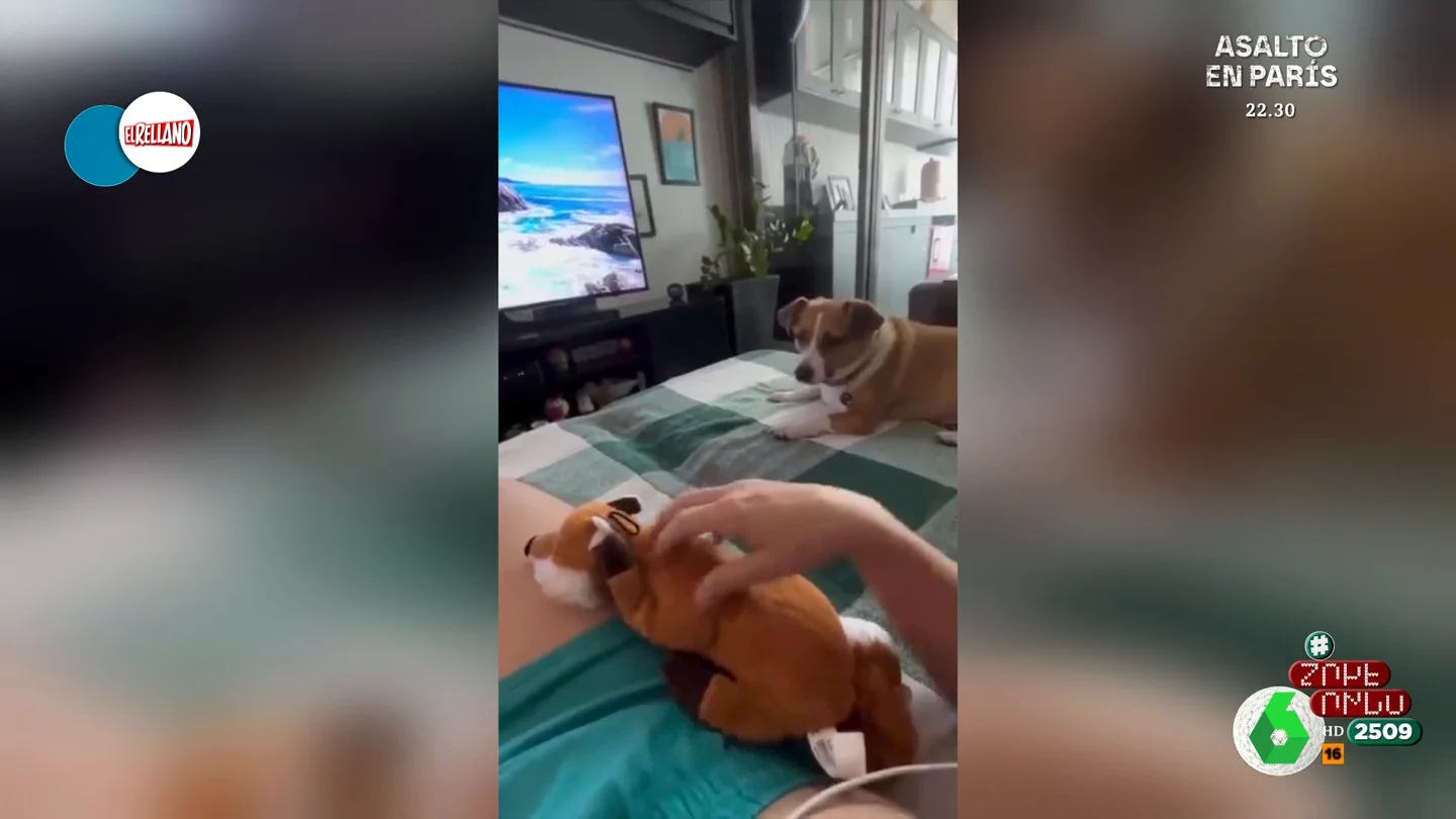 La reacción viral de un perro al ver a su dueña acariciar a un peluche: "Así echó Victoria Beckham a la niñera" La reacción viral de un perro al ver a su dueña acariciar a un peluche: "Así echó Victoria Beckham a la niñera"