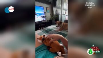 La reacción viral de un perro al ver a su dueña acariciar a un peluche: "Así echó Victoria Beckham a la niñera"