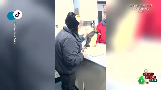 La emoción de una señora al cumplir su mayor sueño: conocer a un pingüino La emoción de una señora al cumplir su mayor sueño: conocer a un pingüino