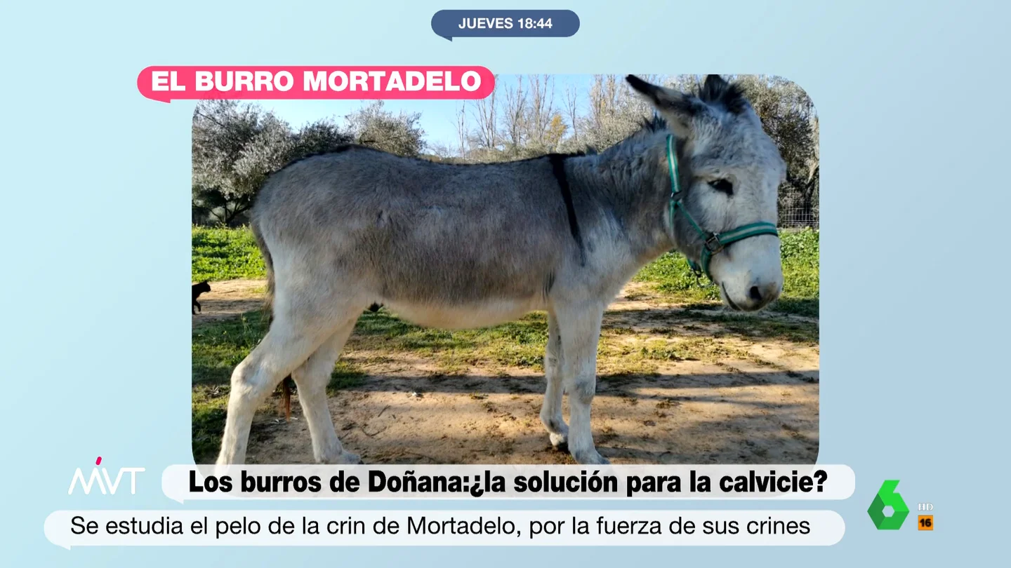 Los burros de Doñana podrían ser la solución a la calvicie: así estudian al 'burrito feliz' Mortadelo Los burros de Doñana podrían ser la solución a la calvicie: así estudian al 'burrito feliz' Mortadelo