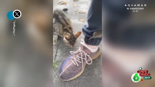La ingeniosa técnica que utiliza un ratón para esconderse de un gato La ingeniosa técnica que utiliza un ratón para esconderse de un gato