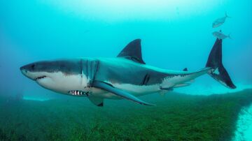 Imagen de archivo de un gran tiburón blanco en Australia