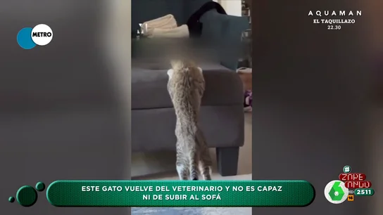 La divertida reacción de un gato tras despertarse de la anestesia La divertida reacción de un gato tras despertarse de la anestesia