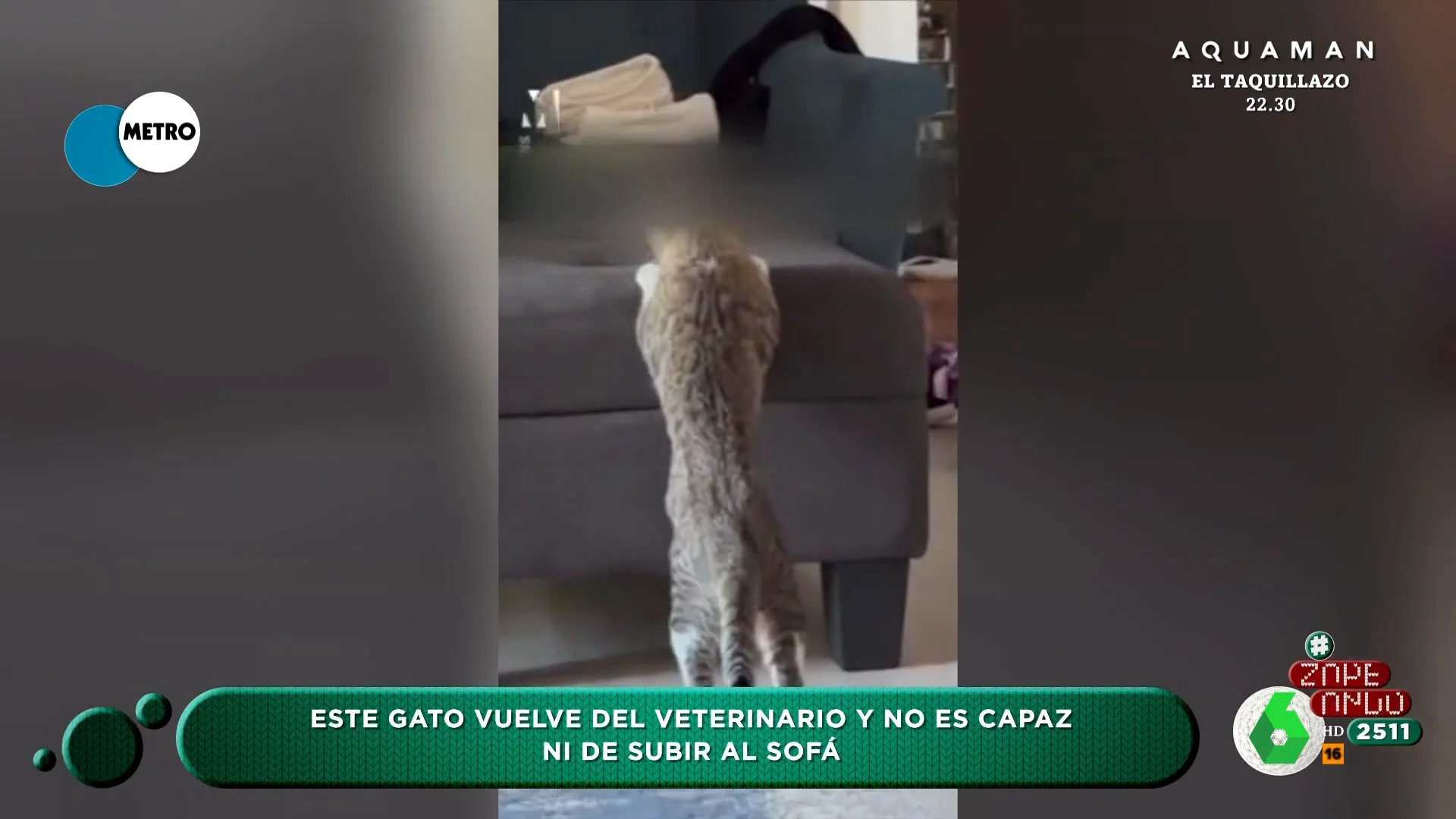 La divertida reacción de un gato tras despertarse de la anestesia